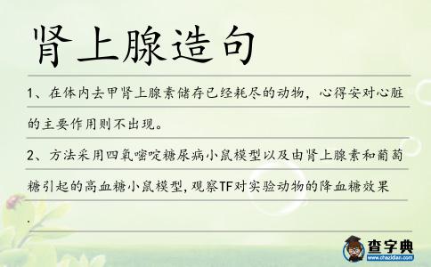 腎上腺造句