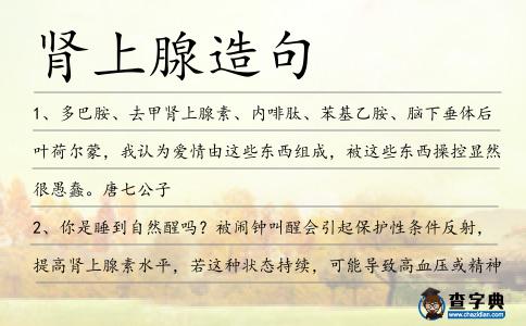 腎上腺造句