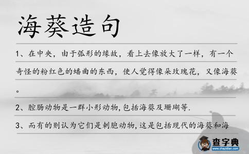 海葵造句