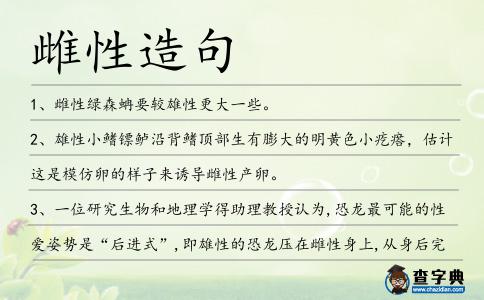 雌性造句