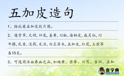 五加皮造句