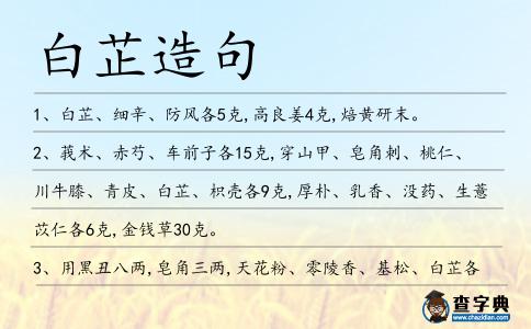 白芷造句