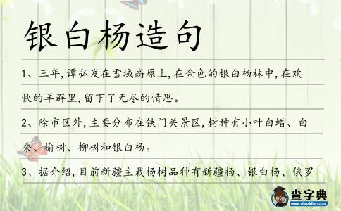 銀白楊造句