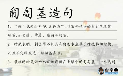匍匐莖造句