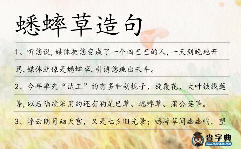 蟋蟀草造句