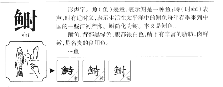 鰣