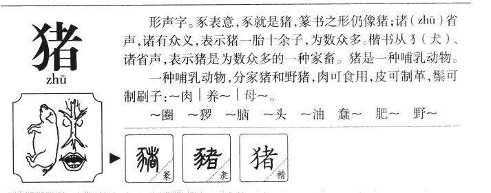 豬