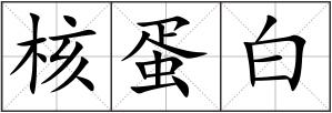 核蛋白