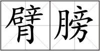 臂膀