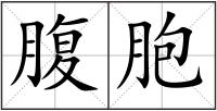 腹胞