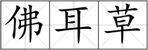 佛耳草