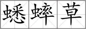 蟋蟀草
