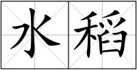 水稻