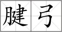 腱弓