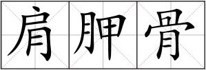 肩胛骨