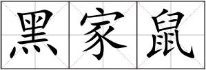 黑家鼠
