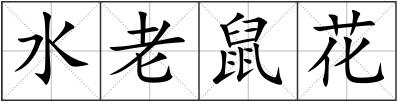 水老鼠花