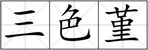 三色堇