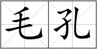 毛孔