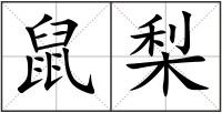 鼠梨