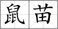 鼠苗